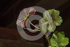 Beautiful geranium leaf, on dark background;