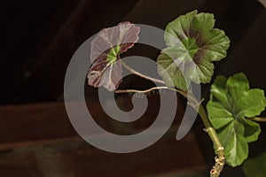 Beautiful geranium leaf, on dark background;