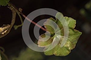 Beautiful geranium leaf, on dark background