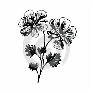 Beautiful Geranium Silhouette Drawing In Yiannis Moralis Style