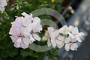 Beautiful Geranium with white flowers with a pink center.  Berlin, Germany