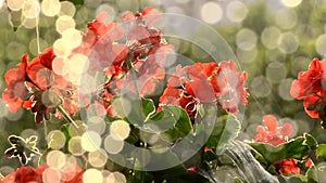 Beautiful geraniums and sunny day of summer rain