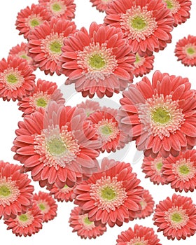 Beautiful Gerber Daisy Blossoms