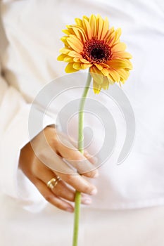 Beautiful Gerbera