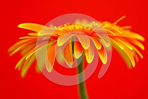 Beautiful Gerbera