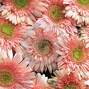 Beautiful gerbera or Barberton daisy