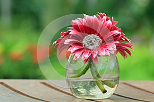 Beautiful gerbera or Barberton daisy