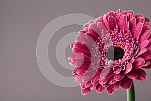 Beautiful gerbera daisy flower in water drops. Greeting card for birthday, mother or womans day. Macro. Vintage style.