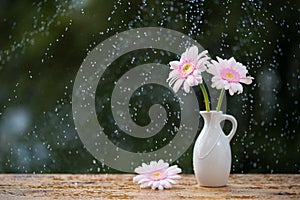 Beautiful Gerbera daisy flowers in vase on wooden table outdoors under the rain with droplets, small depth of field