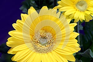 Beautiful Gerbera Daisy Macro