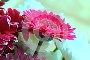 A beautiful gerbera flower in pink