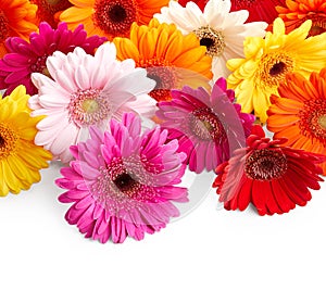 Beautiful gerbera flowers