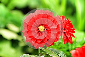 Beautiful Gerbera flowers in the garden