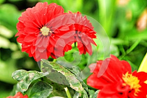 Beautiful Gerbera flowers in the garden