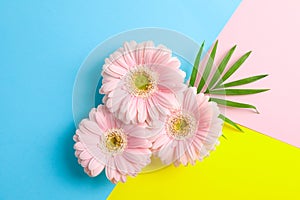 Beautiful gerberas on three tone background