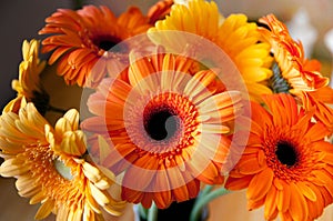 Beautiful gerberas yellow and orange color