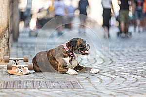 Beautiful german boxer dog wearing red collar, lying outdoors on the street guarding his owner`s skateboard