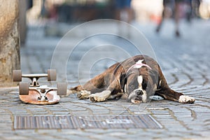 Beautiful german boxer dog wearing red collar, lying outdoors on the street guarding his owner`s skateboard