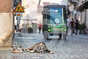 Beautiful german boxer dog wearing red collar, lying outdoors on the street guarding his owner& x27;s skateboard