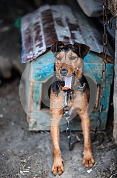 Beautiful german hunting terrier. Jagdterrier