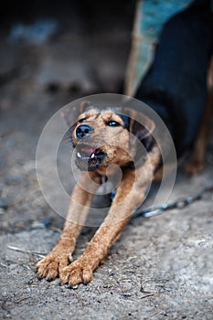 Beautiful german hunting terrier. Jagdterrier