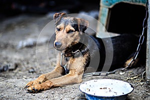 Beautiful german hunting terrier. Jagdterrier