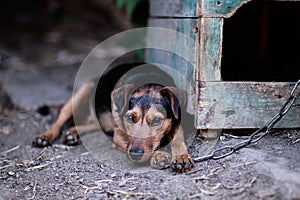 Beautiful german hunting terrier. Jagdterrier