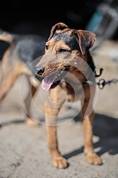 Beautiful german hunting terrier. Jagdterrier