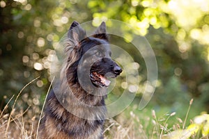 A beautiful German Shepard dog sitting in a forest