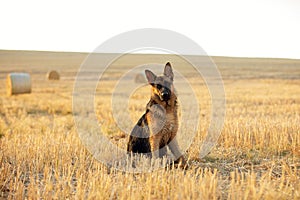 A beautiful German Shepard dog sitting in a golden field
