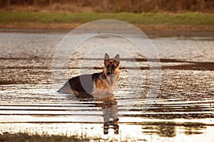 A beautiful German Shepard dog standing in a lake.
