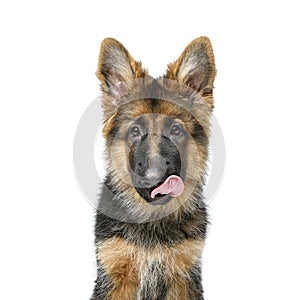 Beautiful german shepard puppy