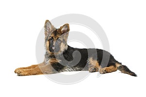 Beautiful german shepard puppy