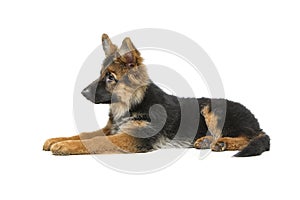 Beautiful german shepard puppy