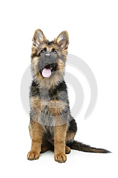 Beautiful german shepard puppy