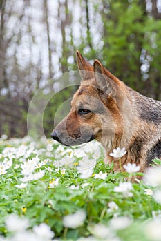 Beautiful german shepherd dog