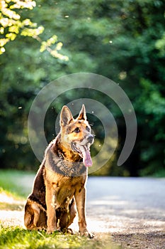 Beautiful German Shepherd dog