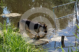 Beautiful german shepherd dog drinking water from the pond