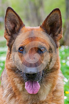 Beautiful german shepherd dog