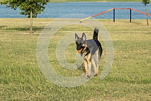 Beautiful German shepherd dog in a game of fetch