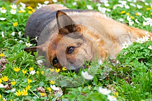 Beautiful german shepherd dog