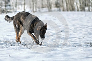 A beautiful German Shepherd dog is playing on a snowy meadow in Bredebolet in Skaraborg in Sweden in winter in February