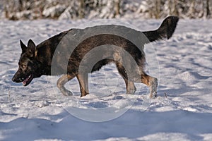 A beautiful German Shepherd dog is playing on a snowy meadow in Bredebolet in Skaraborg in Sweden in winter in February