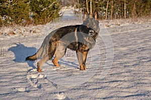 Beautiful German Shepherd dog playing in a snowy meadow on a sunny winter day in Skaraborg Sweden