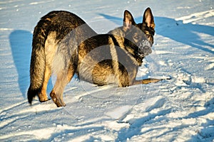 Beautiful German Shepherd dog playing in a snowy meadow on a sunny winter day in Skaraborg Sweden