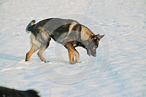 Beautiful German Shepherd dog playing in a snowy meadow on a sunny winter day in Skaraborg Sweden