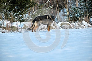 Beautiful German Shepherd dog playing in a snowy meadow on a sunny winter day in Skaraborg Sweden