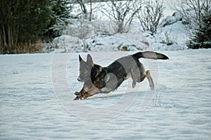 Beautiful German Shepherd dog playing in a snowy meadow on a sunny winter day in Skaraborg Sweden