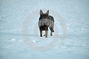 Beautiful German Shepherd dog playing in a snowy meadow on a sunny winter day in Skaraborg Sweden