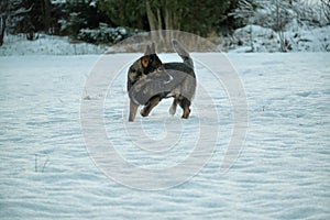 Beautiful German Shepherd dog playing in a snowy meadow on a sunny winter day in Skaraborg Sweden